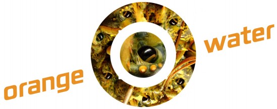 orange water 2 festival